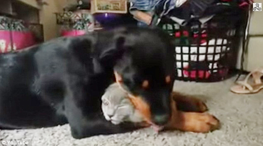 dog and cat